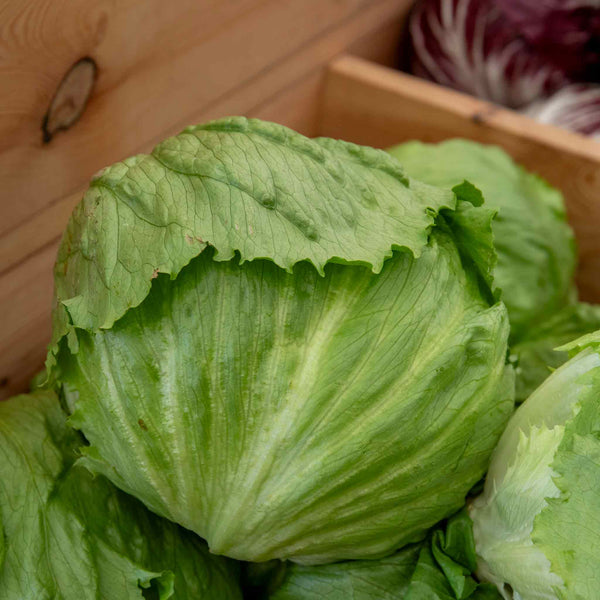Lettuce Seeds 'Iceberg 3'