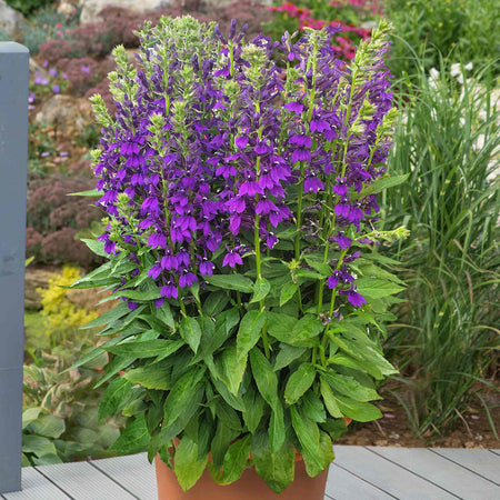 Lobelia 'Starship Blue'