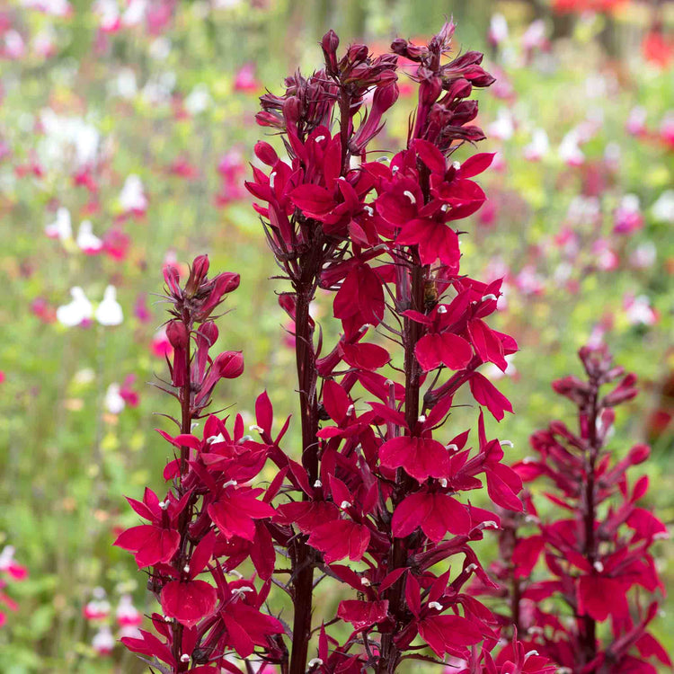 Lobelia 'Starship Burgundy'