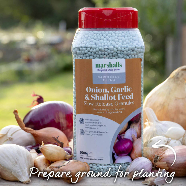 Shallot ‘Jermor’ (Spring Planting)