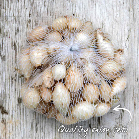 Onion ‘Snowball’ (Autumn Planting)