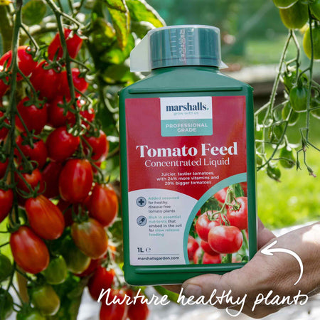 Tomato Seeds 'Black Moon'