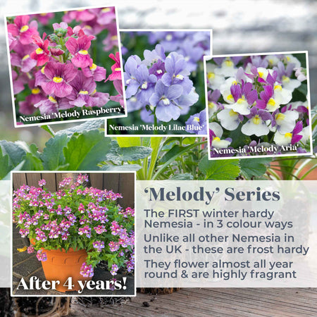 Nemesia 'Melody Raspberry'
