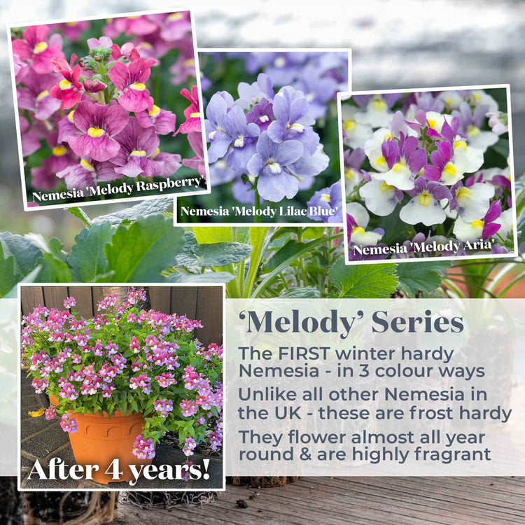 Nemesia 'Melody Aria'