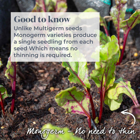 Beetroot Seeds 'Moneta'
