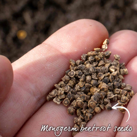 Beetroot Seeds 'Burpees Golden'