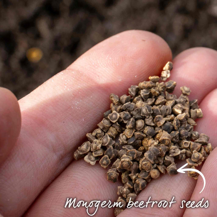 Beetroot Seeds 'Burpees Golden'
