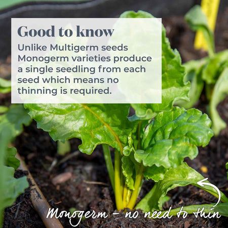 Beetroot Seeds 'Burpees Golden'