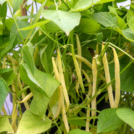 French Bean Climbing Seeds 'Monte Gusto'