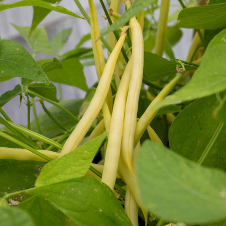 French Bean Climbing Seeds 'Cobra' and 'Monte Gusto' Duo Pack