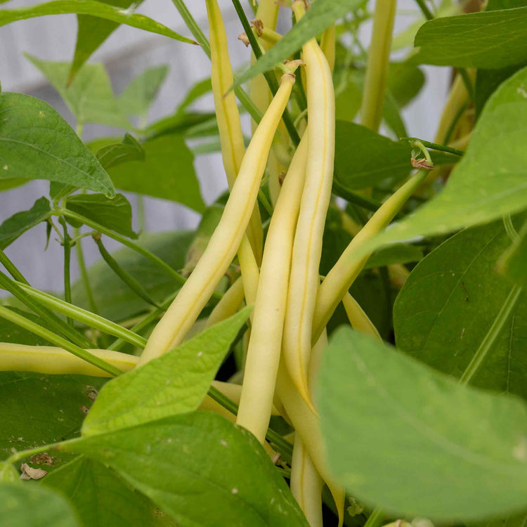 French Bean 'Summer Medley Mix'