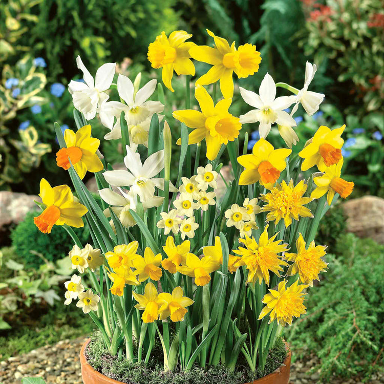 Dwarf Daffodil Species Mixed
