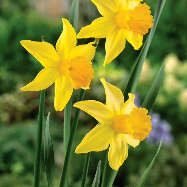 Daffodil 'February Gold'
