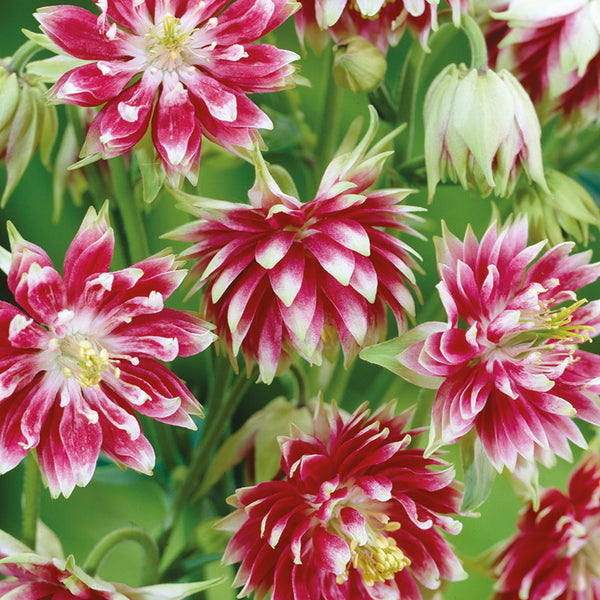 Aquilegia Seeds 'Noral Barlow'