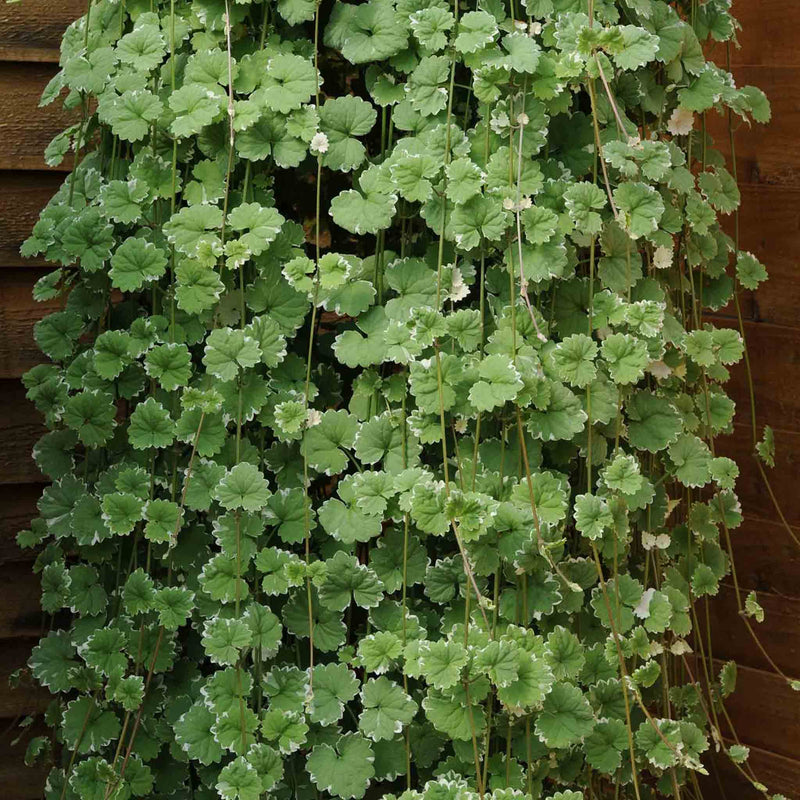 Nepeta 'Variegated'