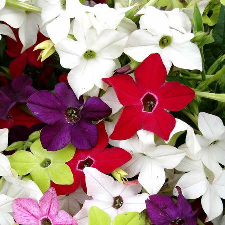 Nicotiana 'Perfume F1 Mixed'