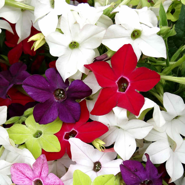 Nicotiana 'Perfume F1 Mixed'
