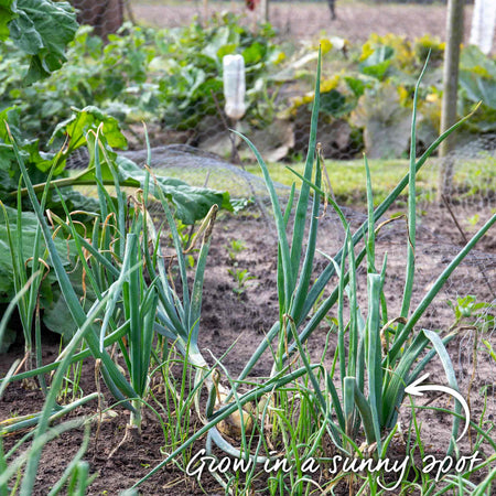 Autumn Planting Onion Duo