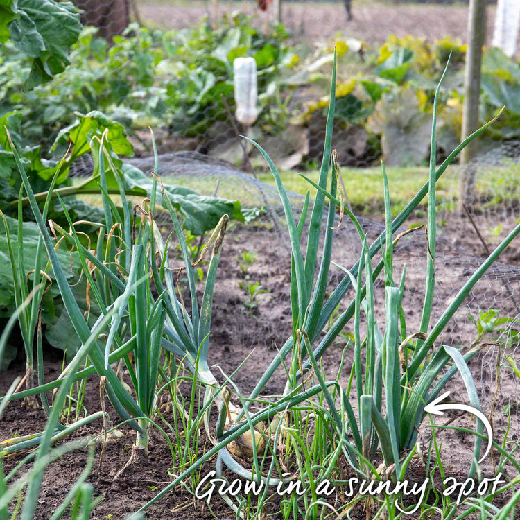 Autumn Planting Onion Duo