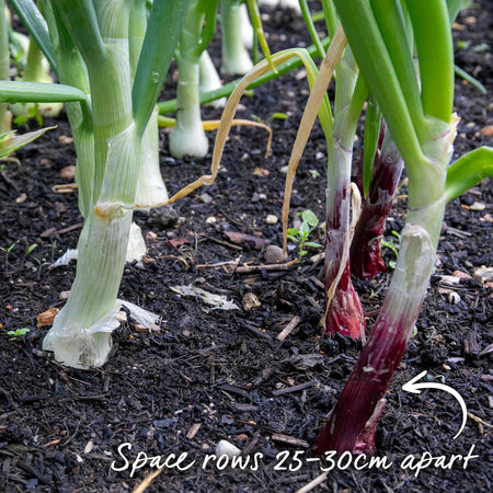 Autumn Planting Onion Duo