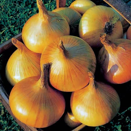 Autumn Planting Onions 'Red Baron' & 'Senshyu Yellow'