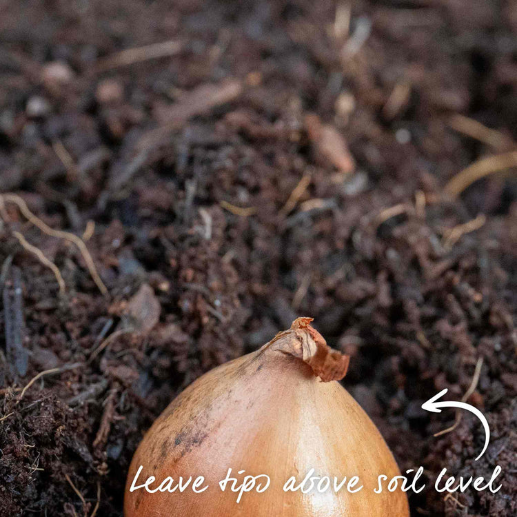 Autumn Planting Onion Duo