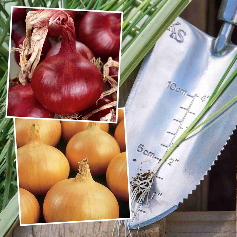 Onion 'Ailsa Craig' & 'Mammoth Red'