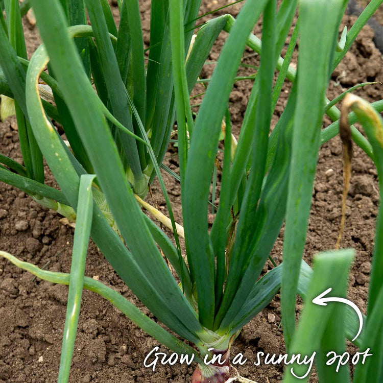 Autumn Planting White Onion Sets 'Growers Pick'