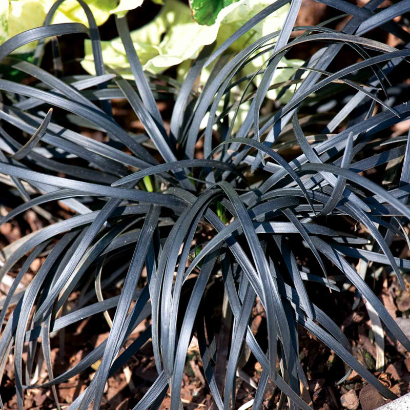 Ophiopogon 'Planiscapus Nigrescens'