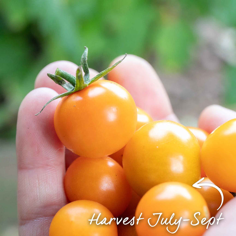 Tomato Seeds 'Orangeto' F1