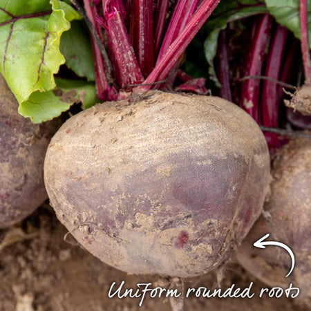 Beetroot Seeds 'Pablo'