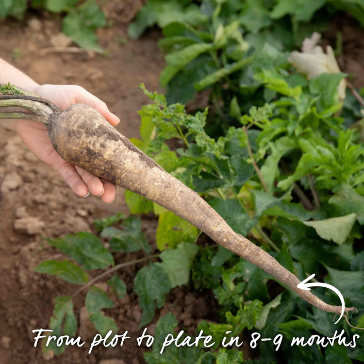 Parsnip Seeds 'Panorama' F1