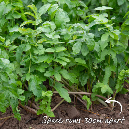 Parsnip Seeds 'Albion' F1