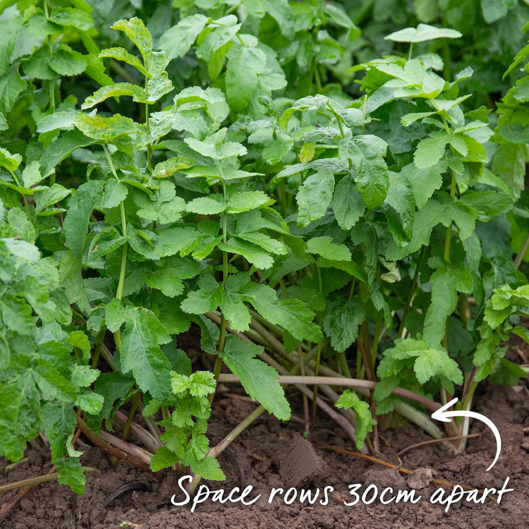 Parsnip Seeds 'Albion' F1