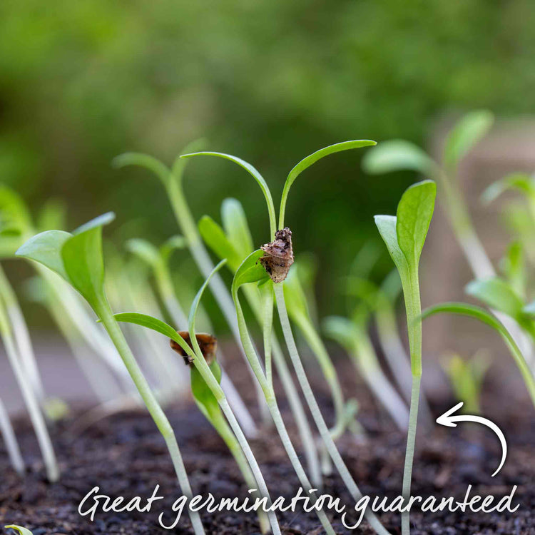 Parsnip Seeds 'Panorama' F1