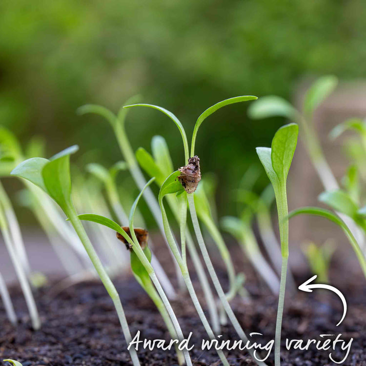 Parsnip Seeds 'Albion' F1