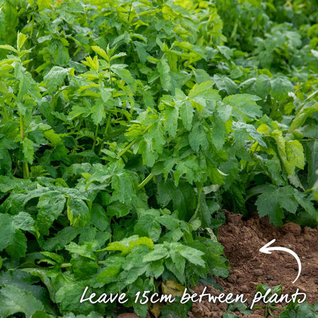 Parsnip Seeds 'Albion' F1