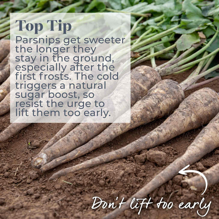 Parsnip Seeds 'Albion' F1