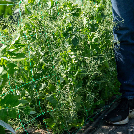 Pea 'Douce Provence'