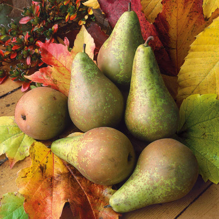 Pear 'Conference'