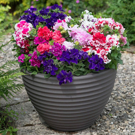 Petunia 'Double Pirouette Mix'