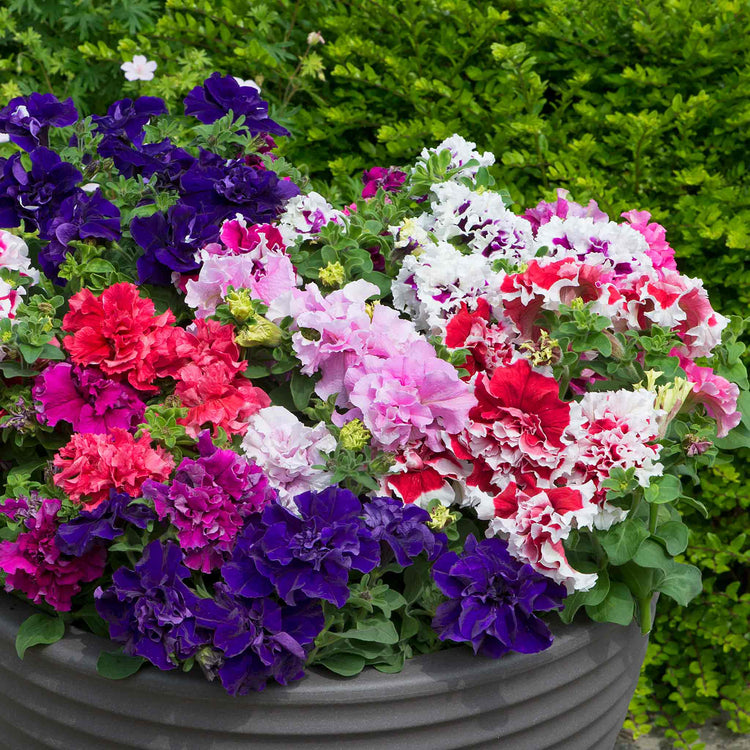 Petunia 'Double Pirouette Mix'