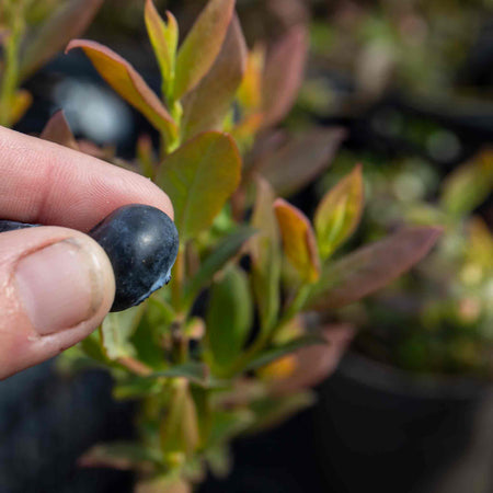 Blueberry 'Brigitta Blue'
