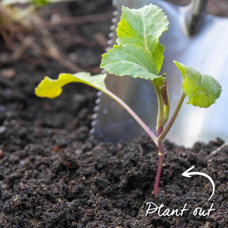 Cauliflower Seeds 'Tirza'