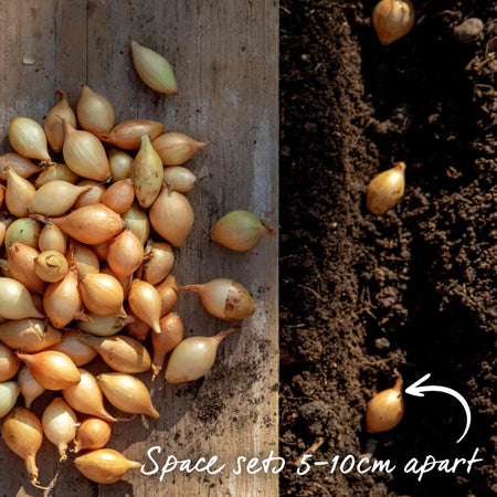 Autumn Planting Onion Duo