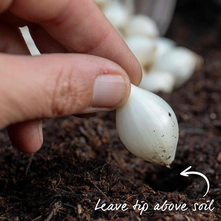 Onion ‘Snowball’ (Autumn Planting)