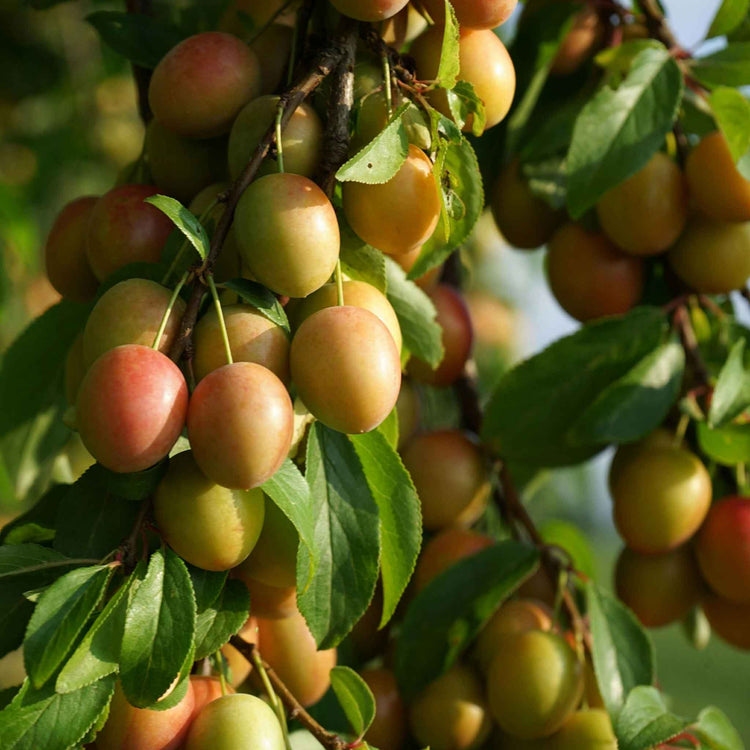 Plum 'Mirabelle de Nancy'