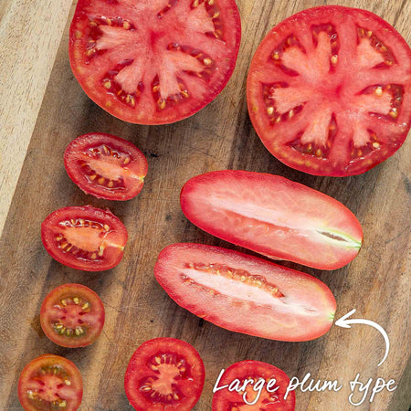 Cordon Tomato 'San Marzano'