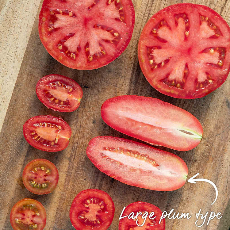 Cordon Tomato 'San Marzano'