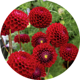 Pom Pom